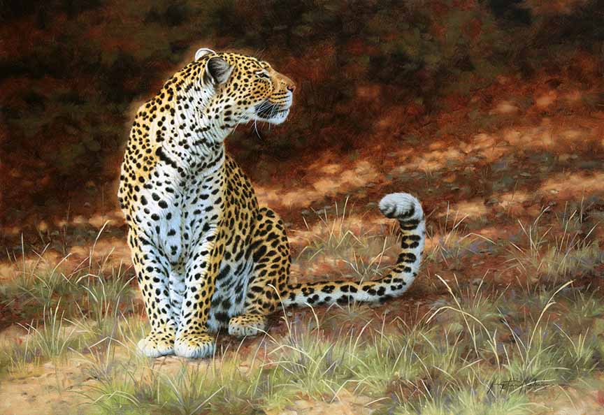 KM2 – In the Shadows – Leopard © Krystii Melaine