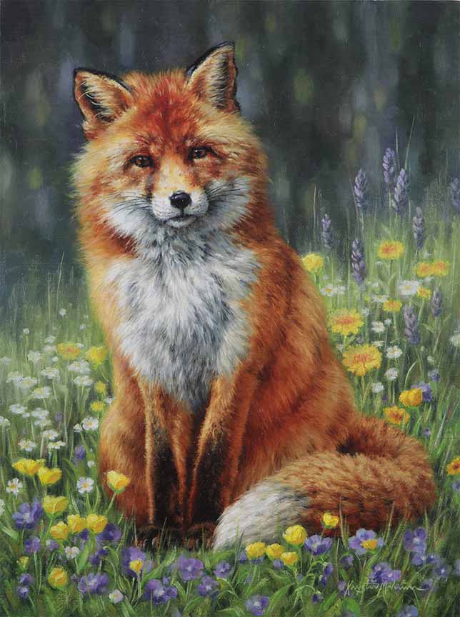 KM2 – Inquisitive – Red Fox © Krystii Melaine