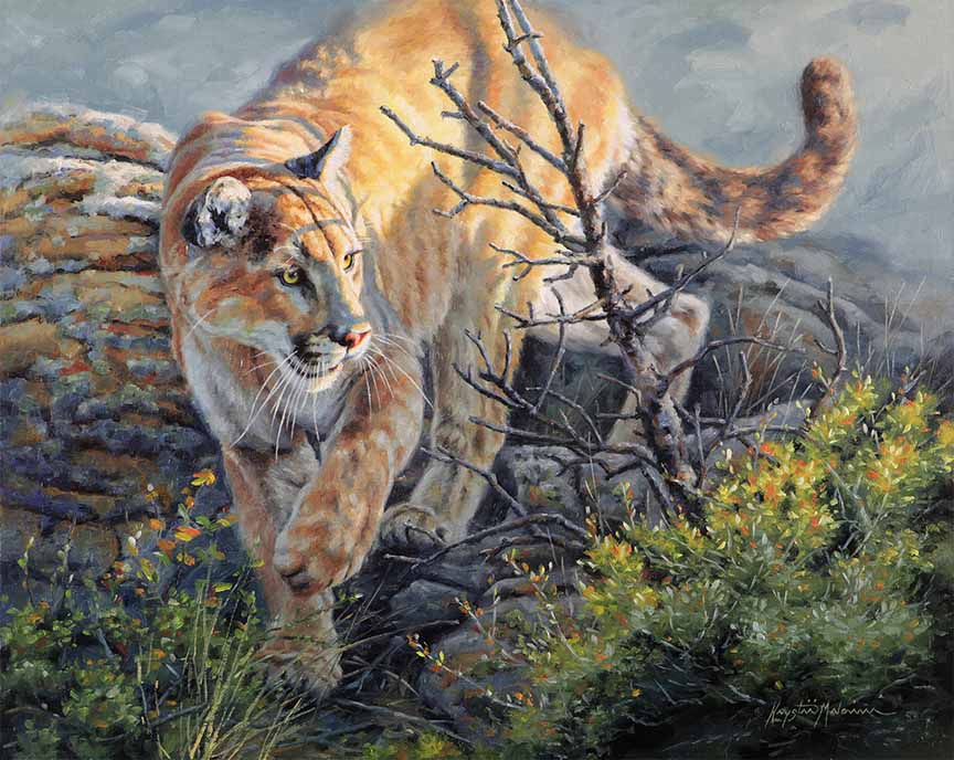 KM2 – King Of His Domain – Mountain Lion © Krystii Melaine