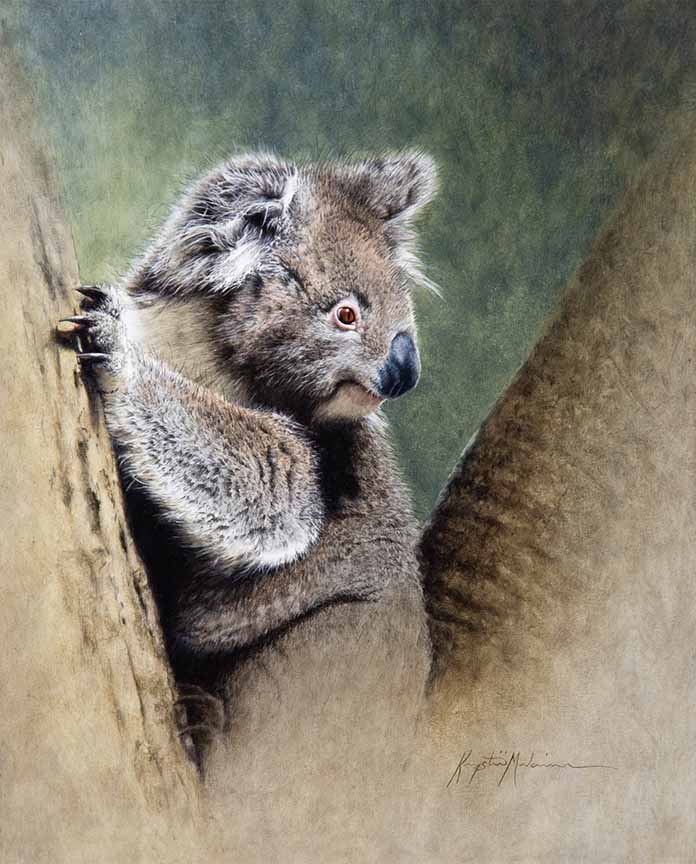 KM2 – Koala © Krystii Melaine