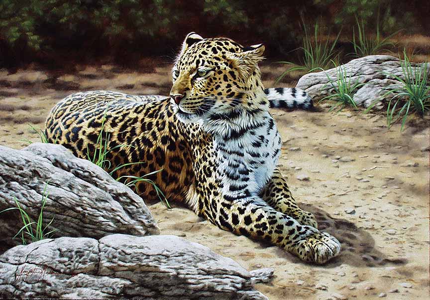 KM2 – Laid Back – Leopard © Krystii Melaine