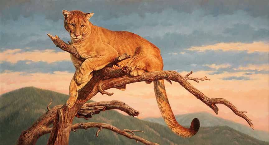 KM2 – Lion of the Mountains – Mountain Lion © Krystii Melaine