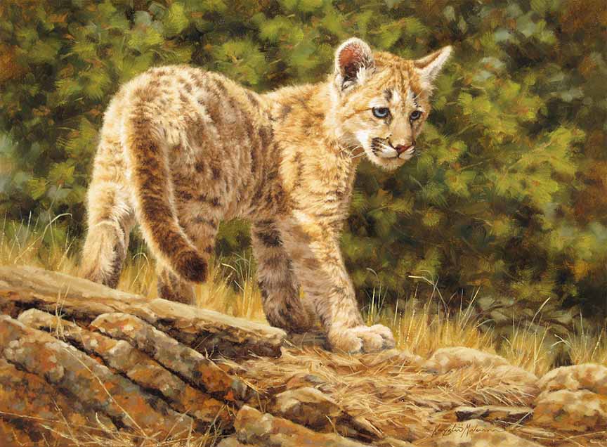 KM2 – Little Blue Eyes – Cougar Cub © Krystii Melaine