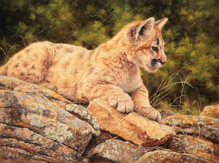 KM2 – Little Hunter – Cougar Cub © Krystii Melaine