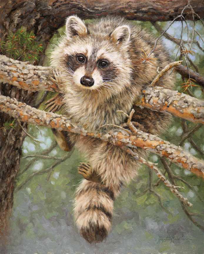 KM2 – Mission Impossible – Raccoon © Krystii Melaine