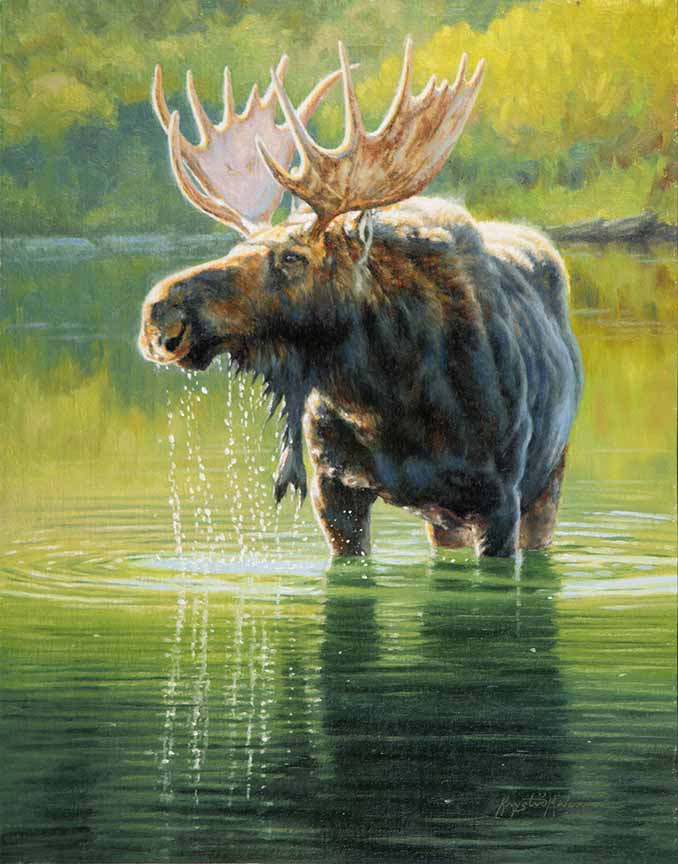 KM2 – Moose Morning © Krystii Melaine