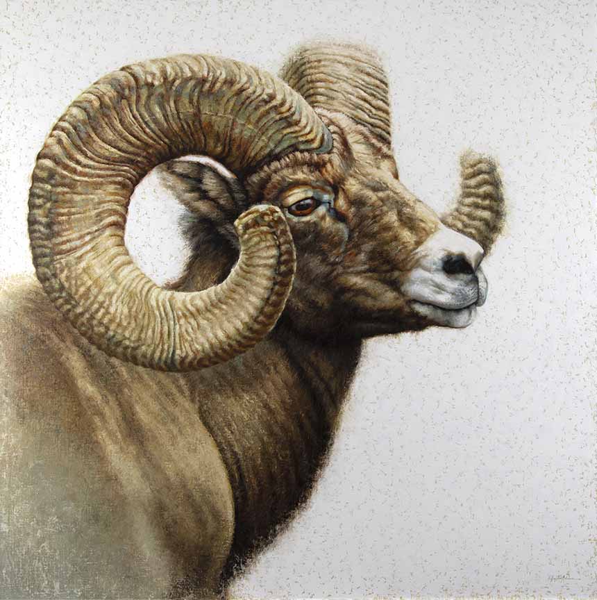 KM2 – Mountain Royalty – Bighorn Sheep © Krystii Melaine