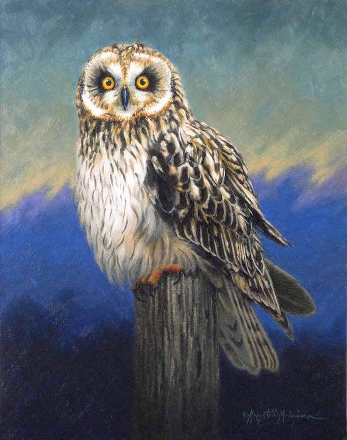 KM2 – Night Owl Short-eared Owl © Krystii Melaine