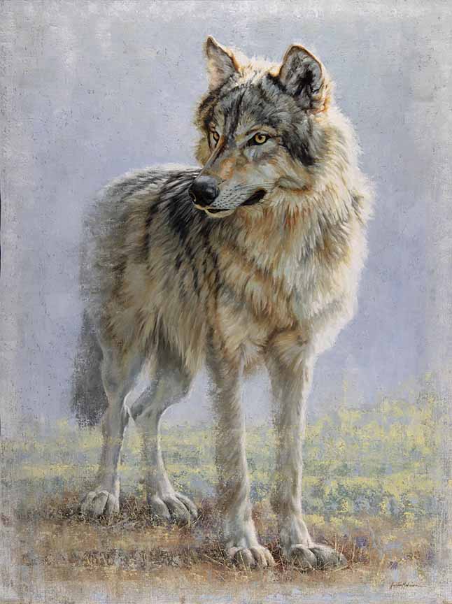 KM2 – Omahkapi’si – Timber Wolf_Blackfoot © Krystii Melaine