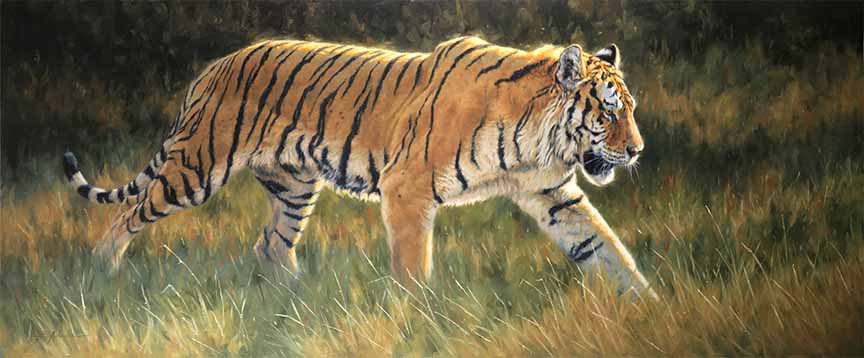 KM2 – Prince of Siberia – Tiger-300dpi © Krystii Melaine