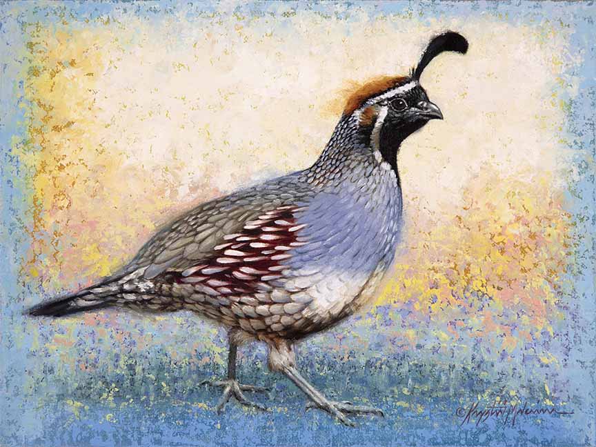 KM2 – Quail Quest – Gambels Quail © Krystii Melaine