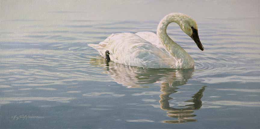 KM2 – Quiet Serenity – Trumpeter Swan © Krystii Melaine