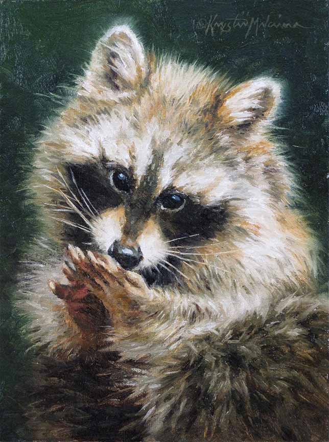 KM2 – Raccoon Baby – Rascal © Krystii Melaine