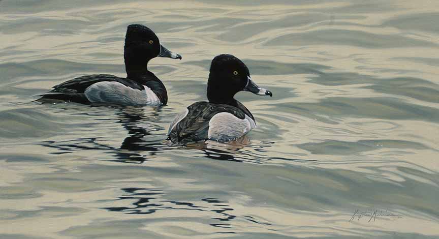 KM2 – Ringneck Ducks © Krystii Melaine