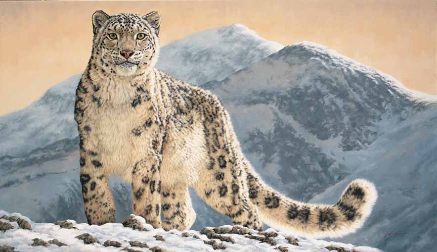 KM2 – Snow King – Snow leopard © Krystii Melaine
