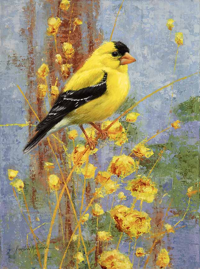 KM2 – Songbirds – Lemon Delight – American Goldfinch © Krystii Melaine
