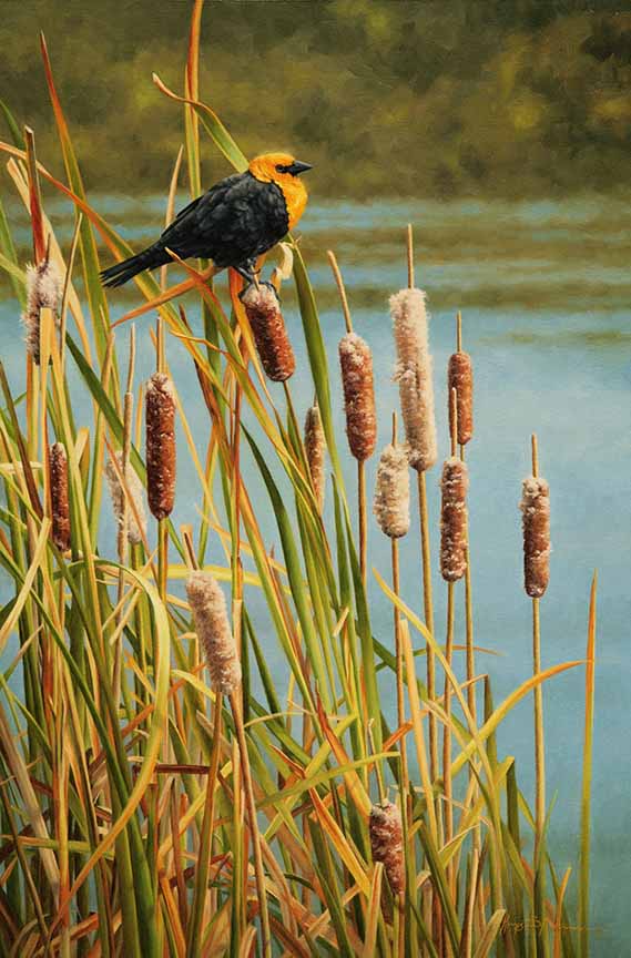 KM2 – Songbirds – Yellowheaded blackbird © Krystii Melaine