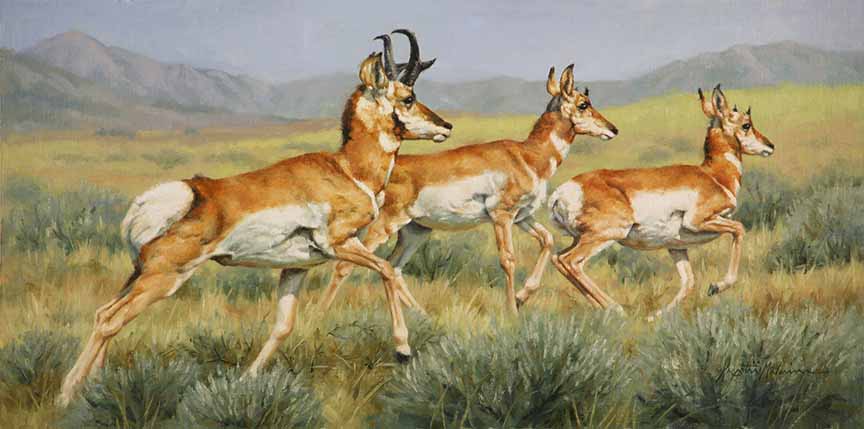 KM2 – Spooked Pronghorns © Krystii Melaine
