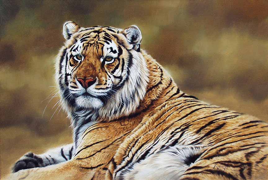 KM2 – Steady Gaze – Tiger © Krystii Melaine
