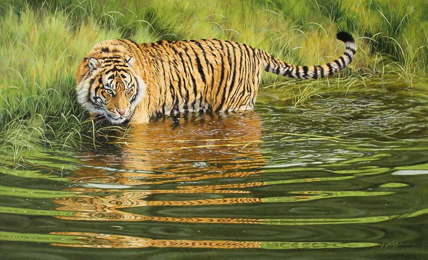KM2 – Suddenly Still – Tiger © Krystii Melaine