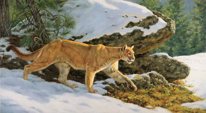 KM2 – Sunrise Hunt – Cougar © Krystii Melaine