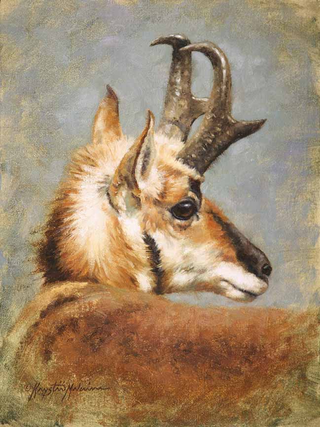 KM2 – Twist and Turn – Pronghorn © Krystii Melaine