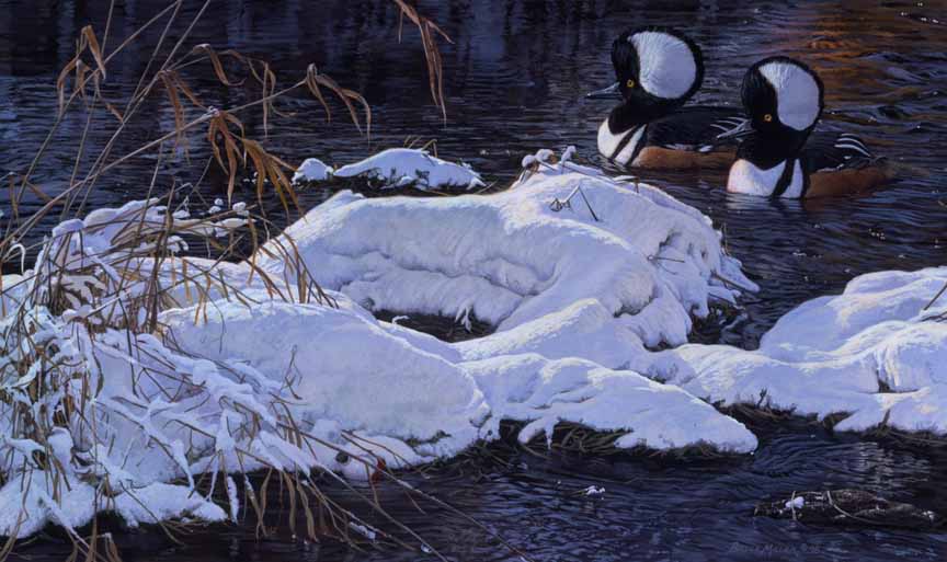 BM2 – Hooded Mergansers © Bruce Miller