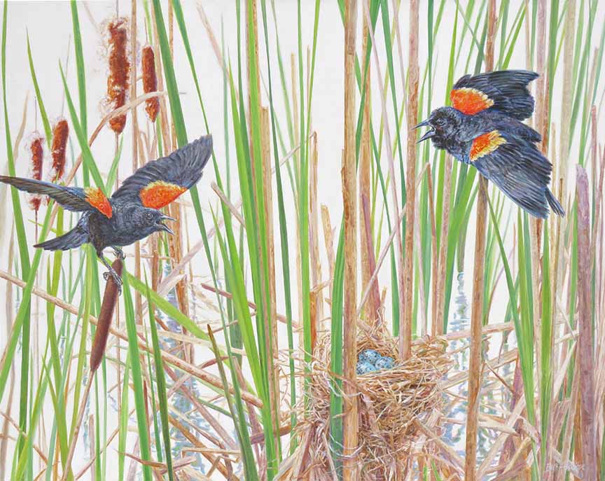BH2 – Battle Royale – Redwing Blackbirds © Beth Hoselton