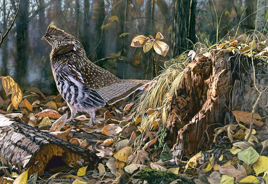 BM2 – Autumn Magic © Bruce Miller