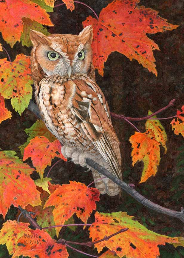 DK – Autumn Colors – Screech Owl 25-0553 © David Kiehm