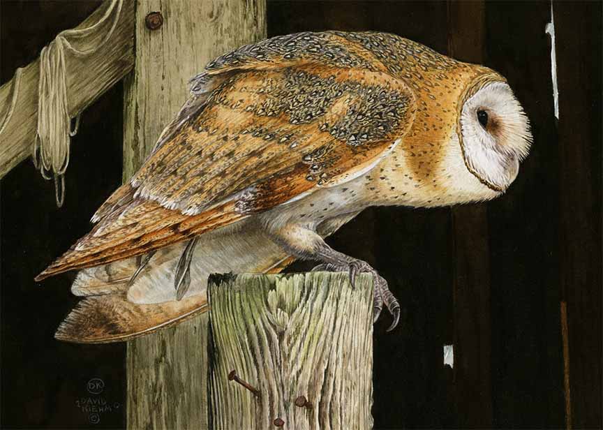 DK – Barn Owl in the Barn © David Kiehm