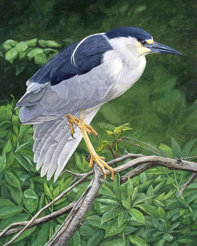 DK – Black Crown Stretch © David Kiehm
