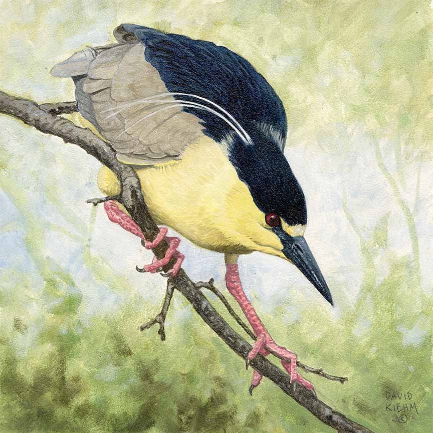 DK – Black Crowned Night Heron © David Kiehm