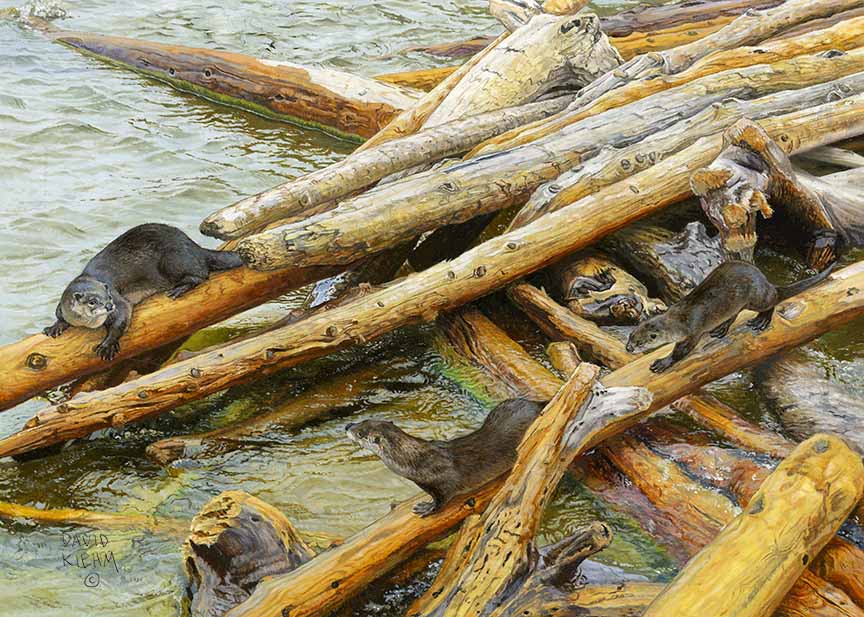 DK – Driftwood © David Kiehm