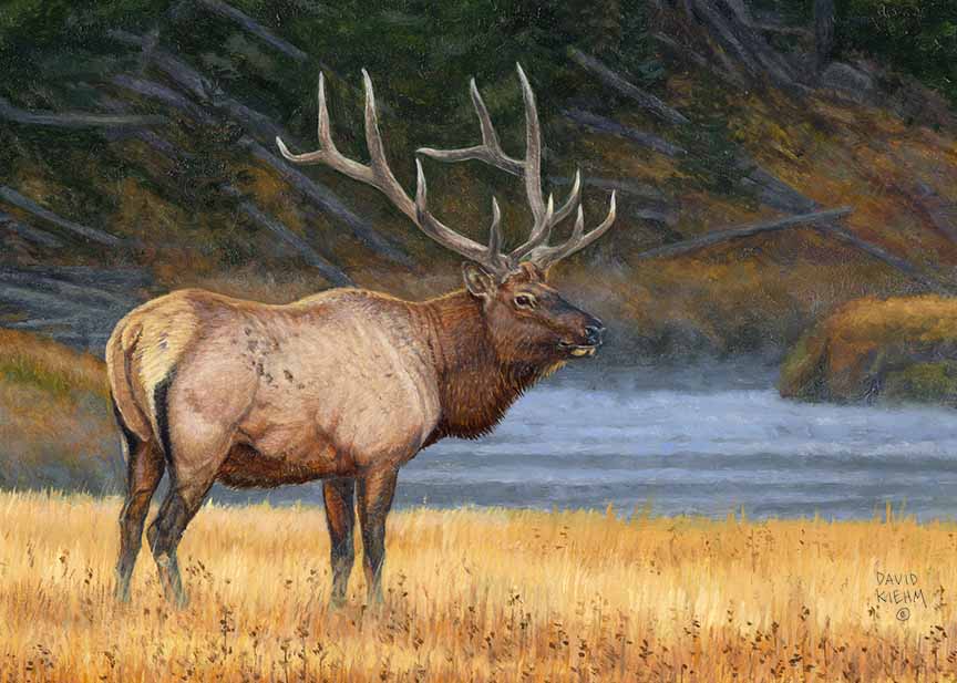 DK – Elk © David Kiehm