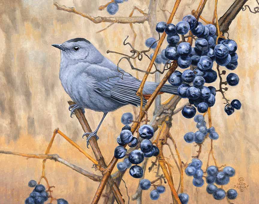 DK – Fox Grapes – Catbird 24-0530 © David Kiehm