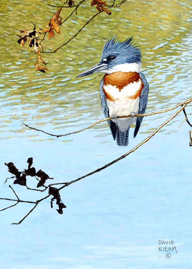 DK – Kingfisher © David Kiehm