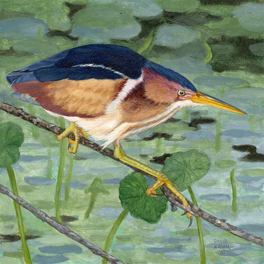DK – Least Bittern © David Kiehm