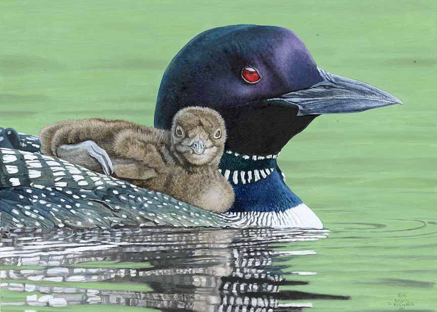 DK – Loon and Baby © David Kiehm