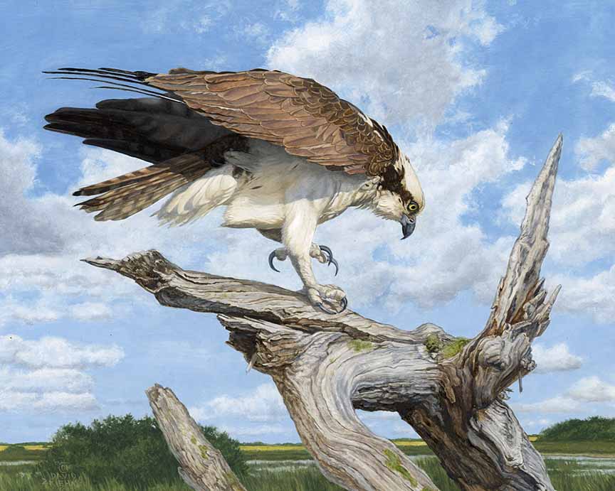 DK – Marsh Overlook © David Kiehm