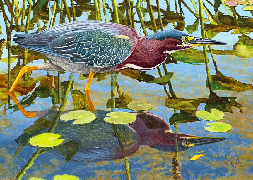 DK – Morning Hunt – Green Heron © David Kiehm