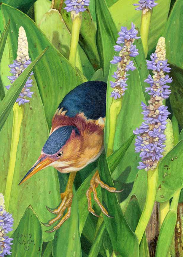 DK – Pickerelweed – Least Bittern © David Kiehm