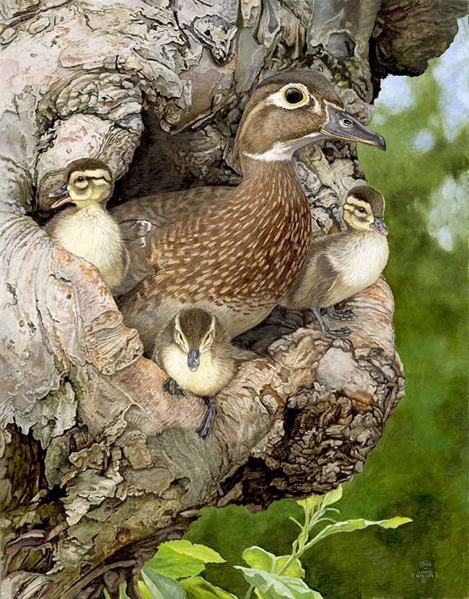 DK – Ready to Jump – Wood Duck Family 22-0449 © David Kiehm