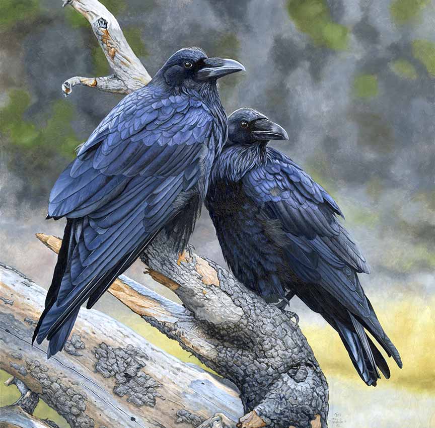 DK – Resting Ravens 25-0582 © David Kiehm