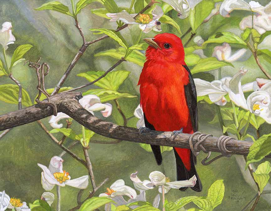 DK – Spring Dogwoods 24-0521 © David Kiehm