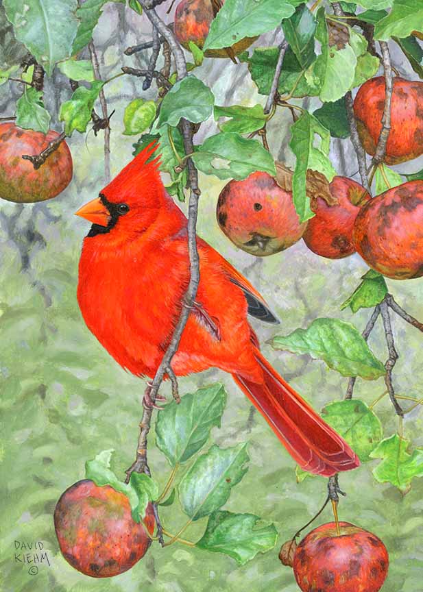 DK – Summer Apples © David Kiehm
