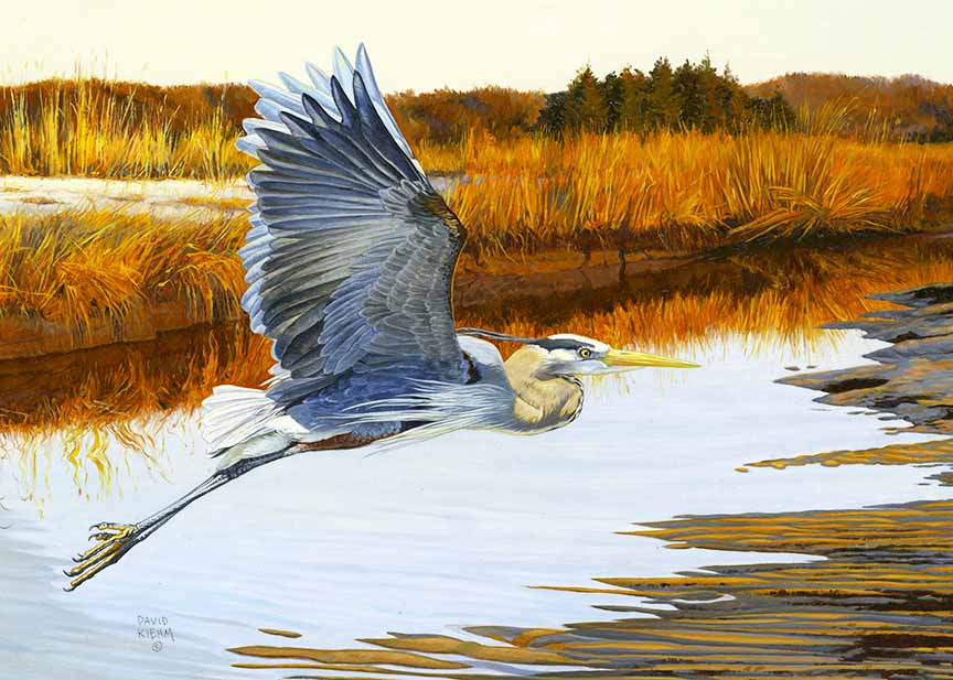DK – Tidal Creek © David Kiehm