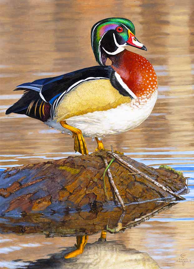 DK – Wood Duck Call Out © David Kiehm