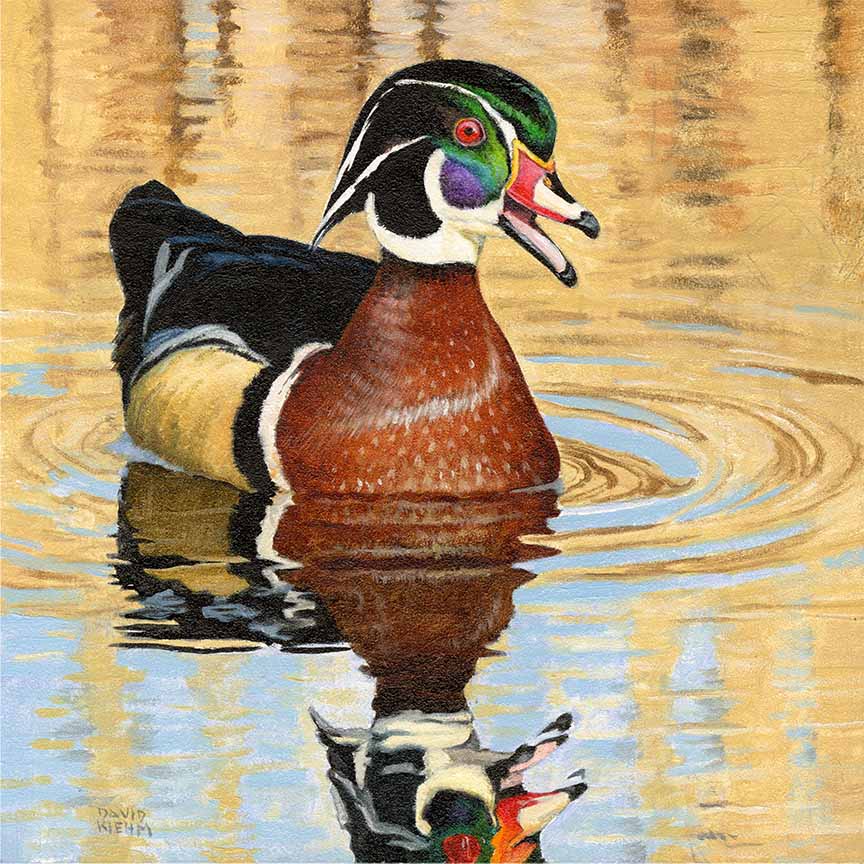 DK – Wood Duck © David Kiehm