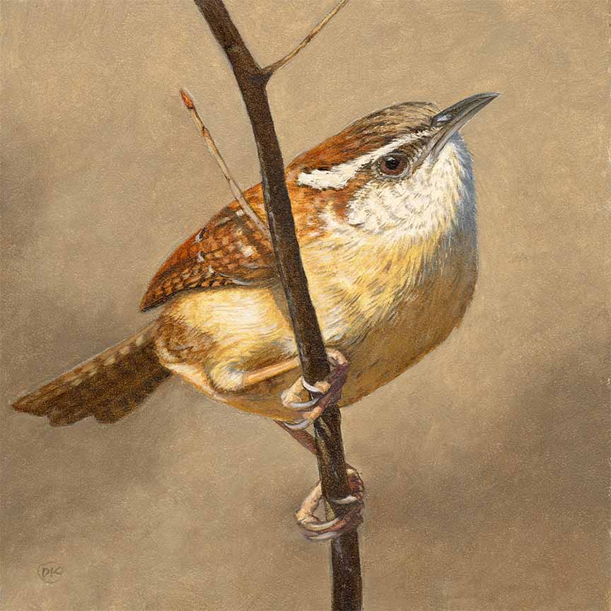 DK – Wren © David Kiehm